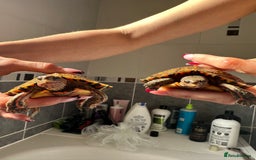 Turtle reptiles for sale: 2 painted wood turtles for sale - Image 3