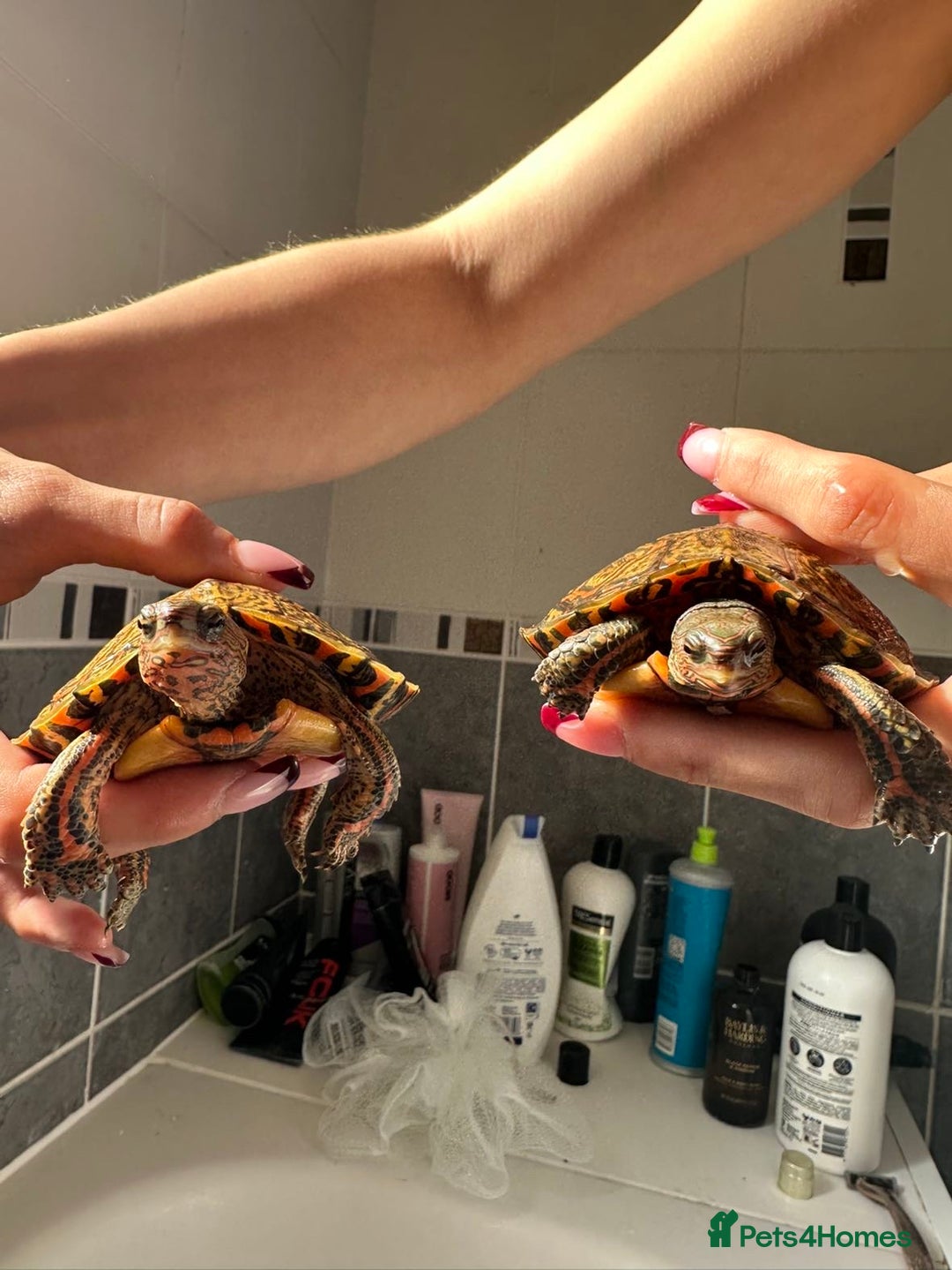 Turtle reptiles for sale: 2 painted wood turtles for sale - Image 3