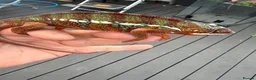 Chameleon reptiles for sale: Panther Chameleon F1 from Germany  - Advert 3