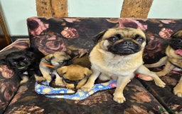 Pug dogs for sale: Beautiful Pure Pug Puppies 8 weeks old! 🐾 - Image 17
