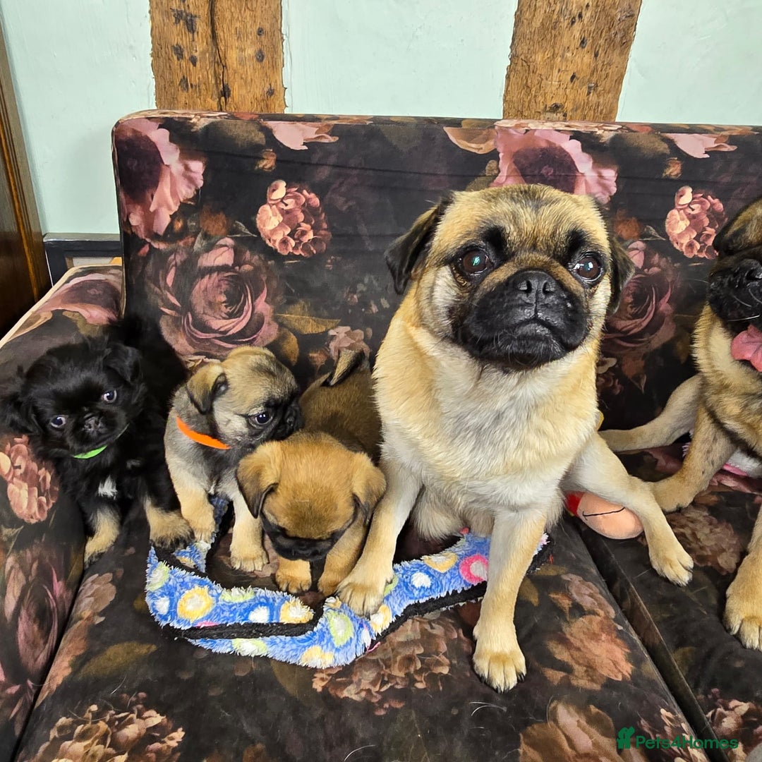 Pug dogs for sale: Beautiful Pure Pug Puppies 8 weeks old! 🐾 - Image 17