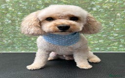 Cavapoo dogs for sale: Colin the Cavapoo age 4 - Image 1