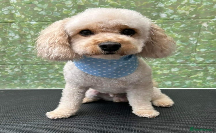 Cavapoo dogs - Advert 2