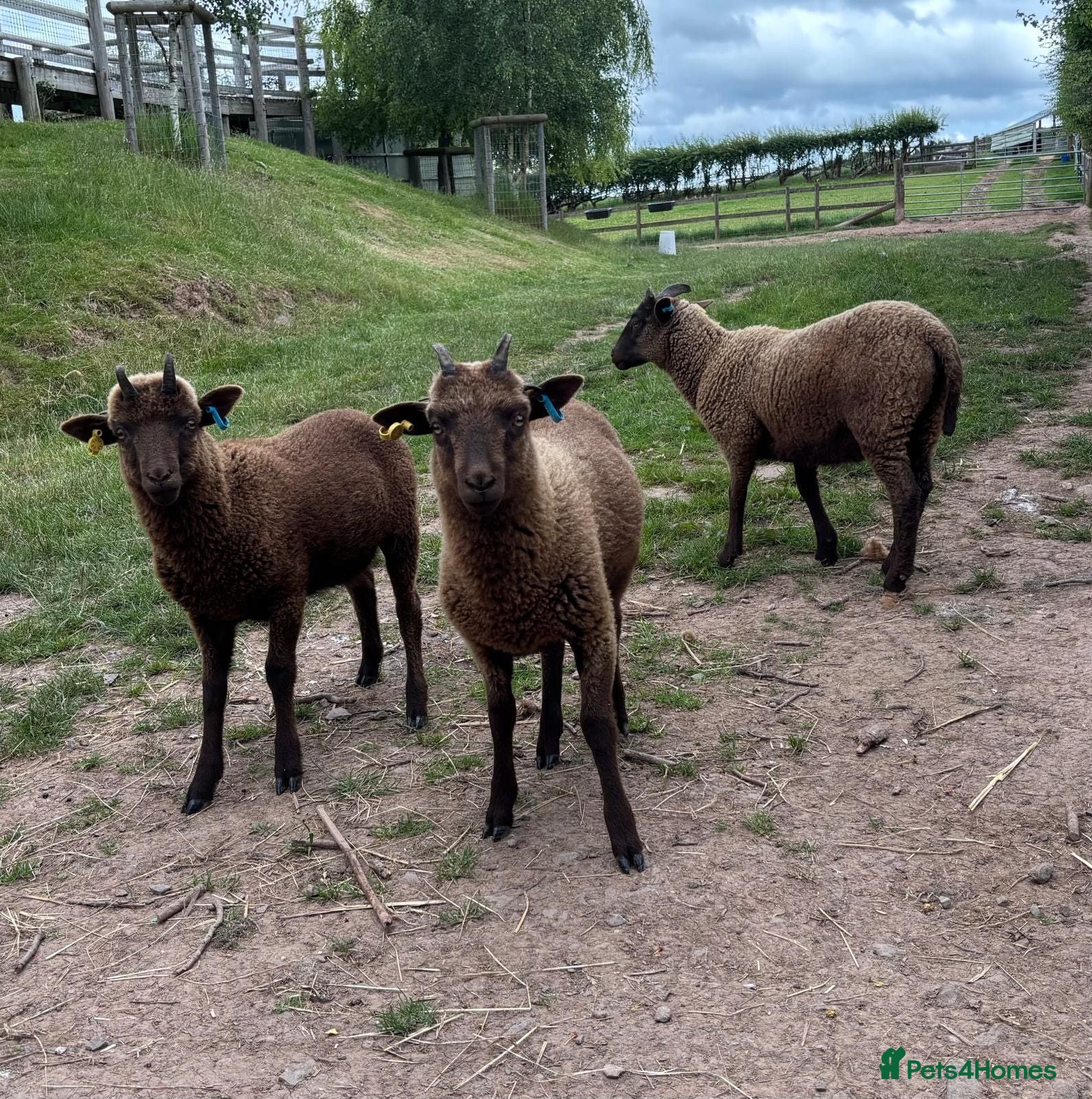 Sheep livestock 3 Manx Loaghtan Lambs - 2 Wethers 1 Ewe - Advert 1