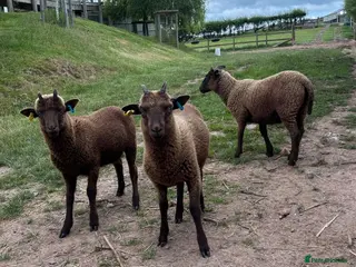 Sheep livestock 3 Manx Loaghtan Lambs - 2 Wethers 1 Ewe - Advert 1