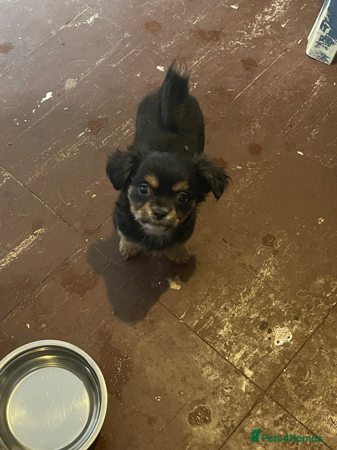 Mixed Breed dogs for sale: Puppies for sale - Image 2