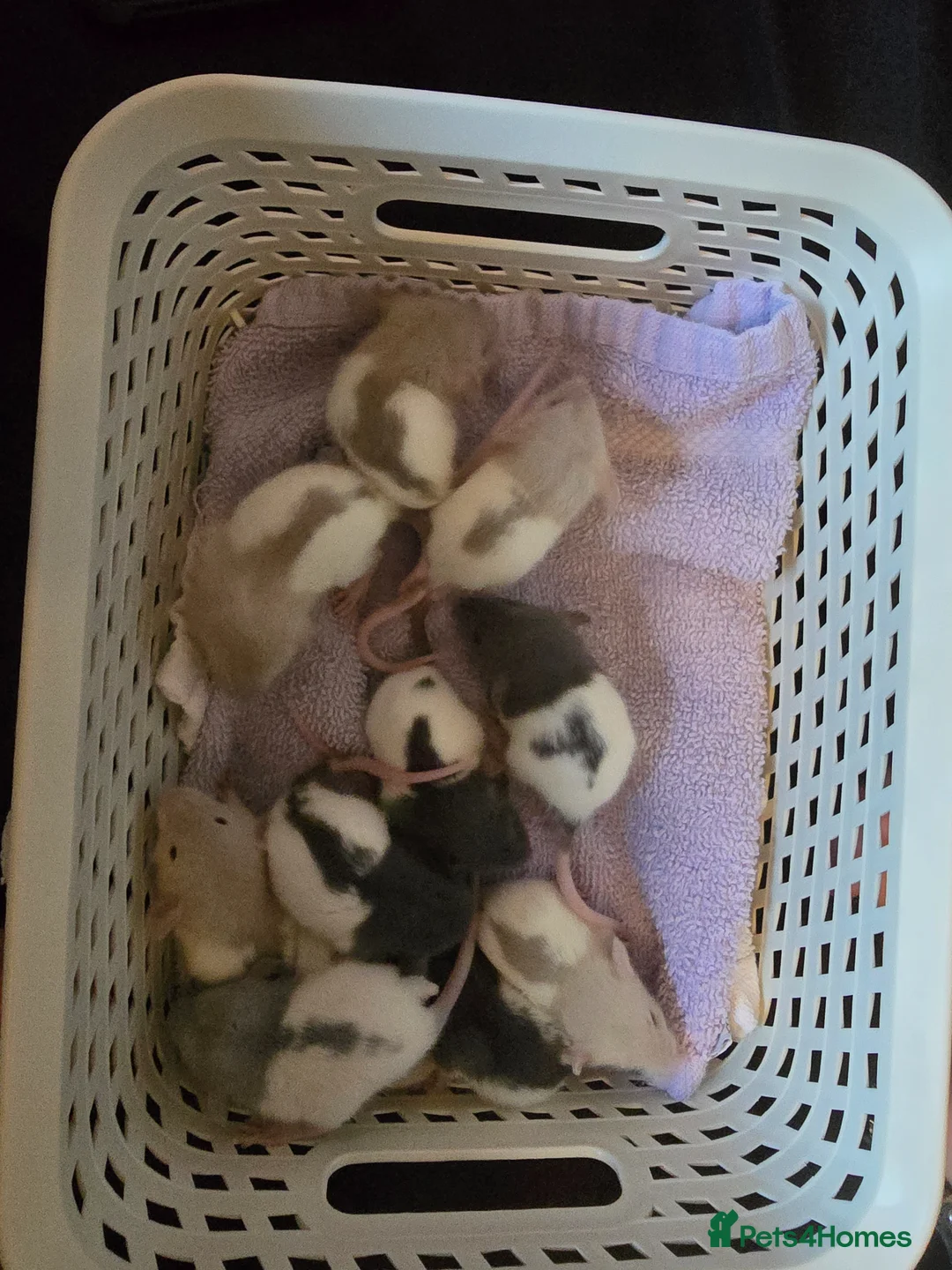 Rat rodents for sale: Baby dumbo rats for sale from 29th April in Stockton-on-Tees - Advert 2