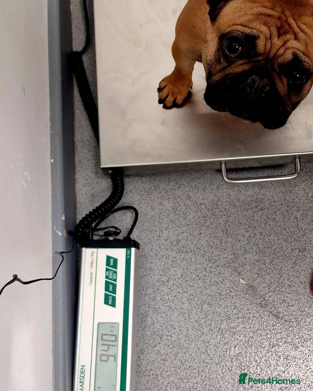 French Bulldog dogs for sale: Amazing Deep Red Female Frenchie - Advert 5