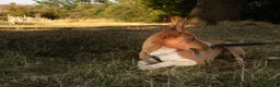 Mixed Breed dogs for sale: Willow - 7 months old in London - Advert 3