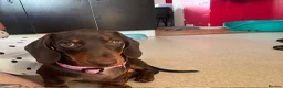 Miniature Dachshund dogs for sale: Only 1 female puppy left now  - Advert 5