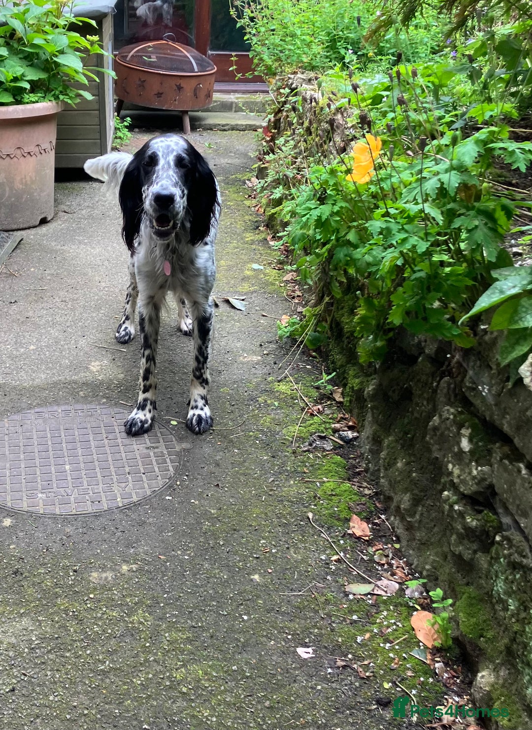 English Setter dogs for sale: 2yr. Pedigree working English setter sale/share - Image 20