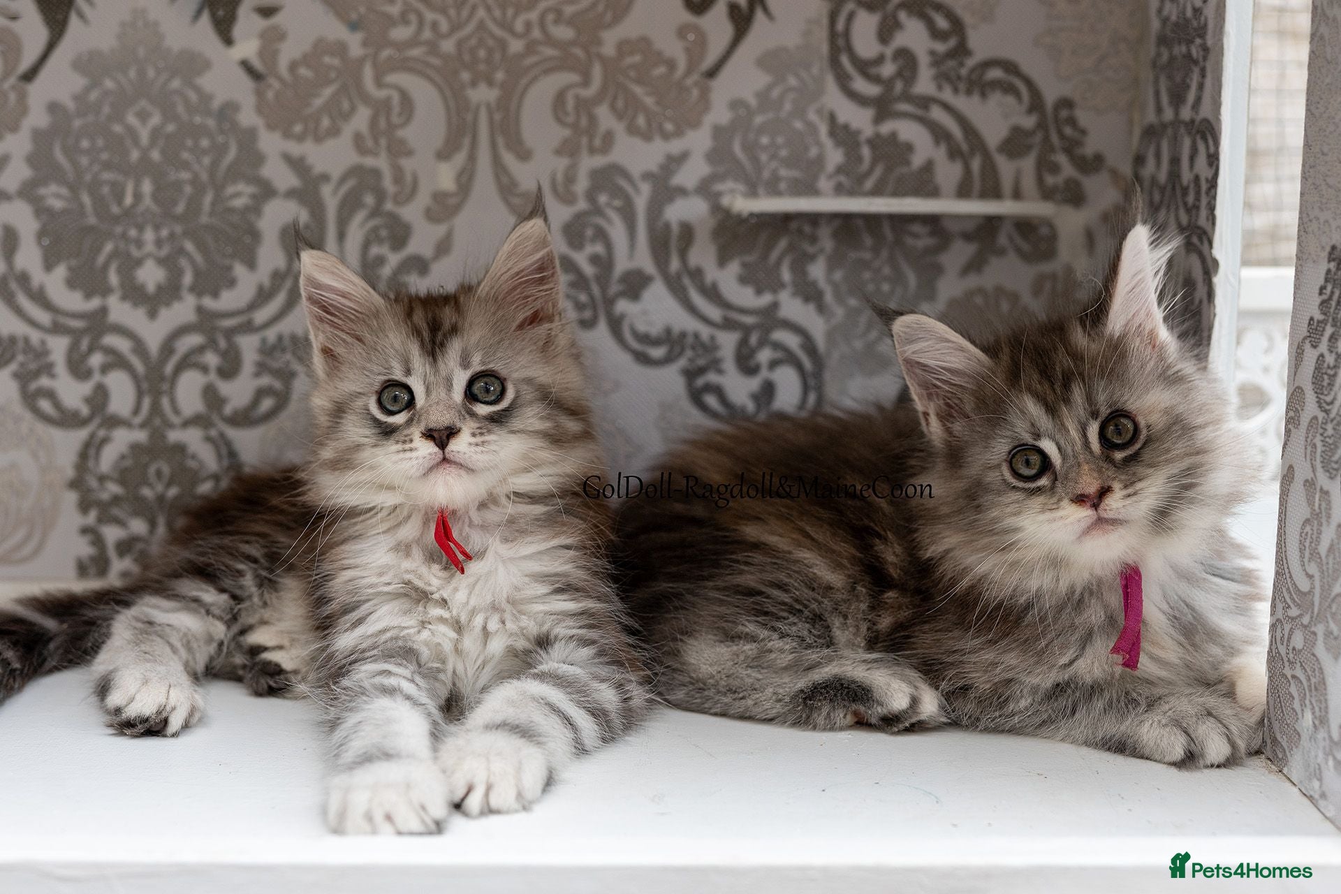 Maine Coon cats READY NOW GCCF Registered Maine Coon Kittens - Advert 15