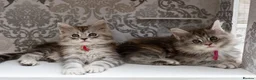 Maine Coon cats for sale: READY NOW GCCF Registered Maine Coon Kittens - Advert 9