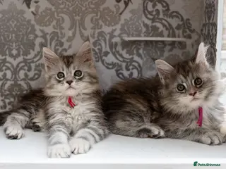 Maine Coon cats READY NOW GCCF Registered Maine Coon Kittens - Advert 15