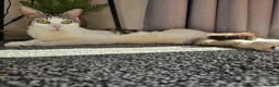 American Shorthair cats for sale: 2 beautiful 3 year old cats  - Advert 12