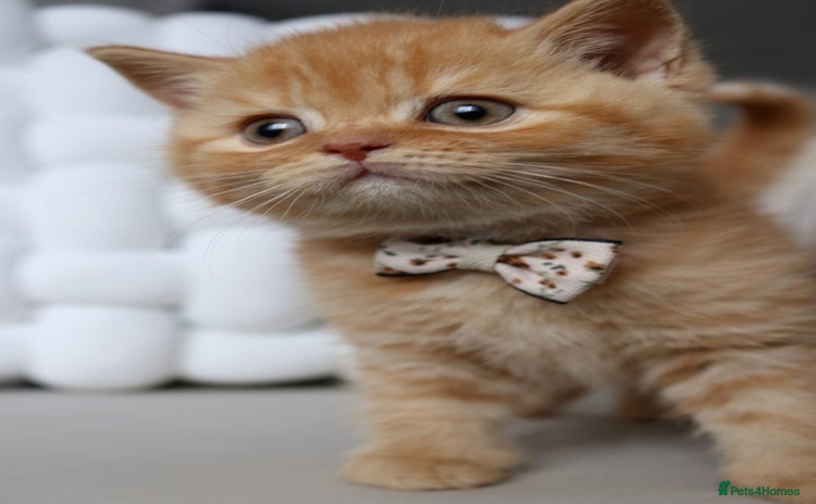 British Shorthair cats - Advert 3