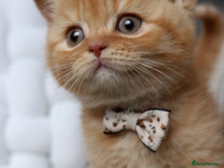 British Shorthair cats for sale - Advert 1