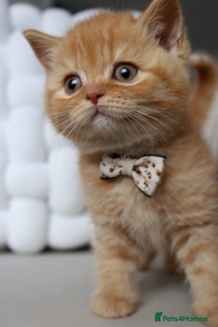 British Shorthair cats - Advert 3