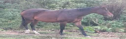 English Thoroughbred horses for sale: 15.2hh bay mare, rising 4 - Advert 1