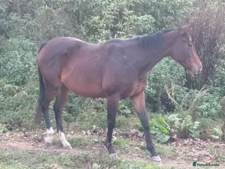 English Thoroughbred horses 15.2hh bay mare, rising 4 - Advert 16