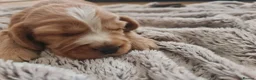 Cocker Spaniel dogs for sale: 3 golden Cocker Spaniels  - Advert 16