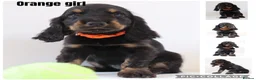 Cocker Spaniel dogs for sale: Cocker spaniel puppies  - Advert 2