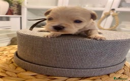 Maltipoo dogs for sale: 🧸 Tiny F1 Maltipoo Boys  - Image 4