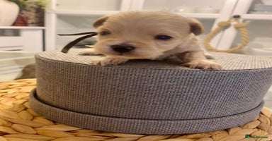 Maltipoo dogs ♦️🐾 Miniature F1 Maltipoo Pedigree & DNA Tested ✅ - Advert 12