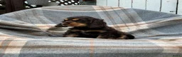 Cocker Spaniel dogs for sale: Adorable kc reg show cocker spanial  - Advert 7