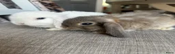 Mini Lop rabbits for sale: Lovely handsome mini lop bucks. - Advert 5