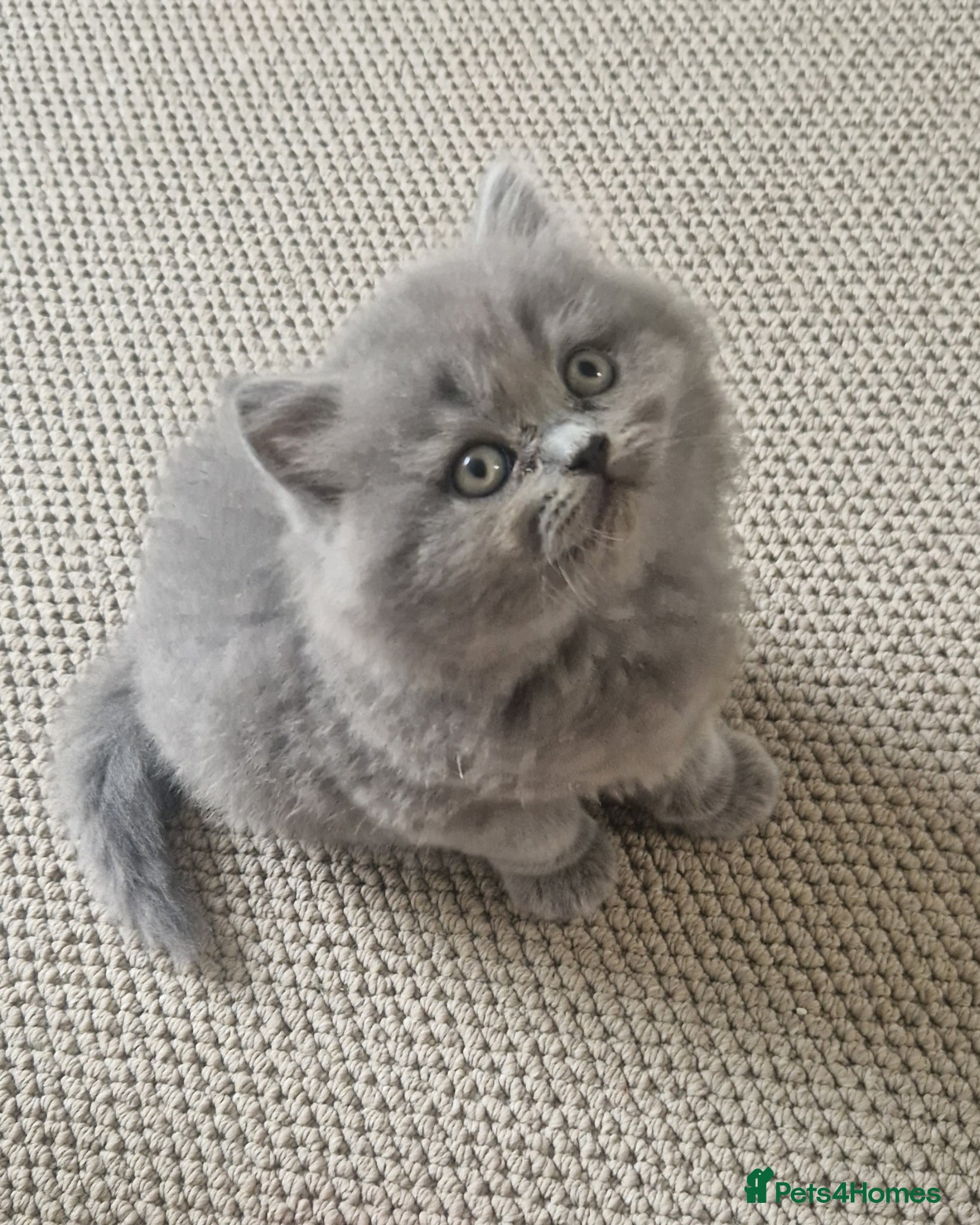 British Shorthair cats GCCF PEDIGREE BRITISH SHORTHAIR, BLUE, VIEW NOW - Advert 2