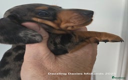 Miniature Dachshund dogs for sale: KC Registered shorthaired minature Daschunds pups - Image 8