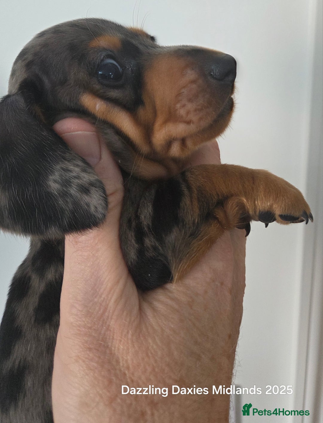 Miniature Dachshund dogs for sale: KC Registered shorthaired minature Daschunds pups - Image 8