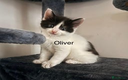 Mixed Breed cats for sale: 3 boys 2 girls - Image 3