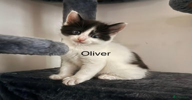 Mixed Breed cats - Advert 8