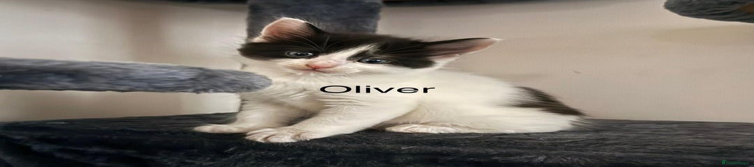 Oliver
