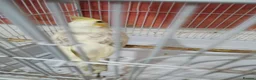 Cockatiels birds for sale: Cokatoo - Advert 6