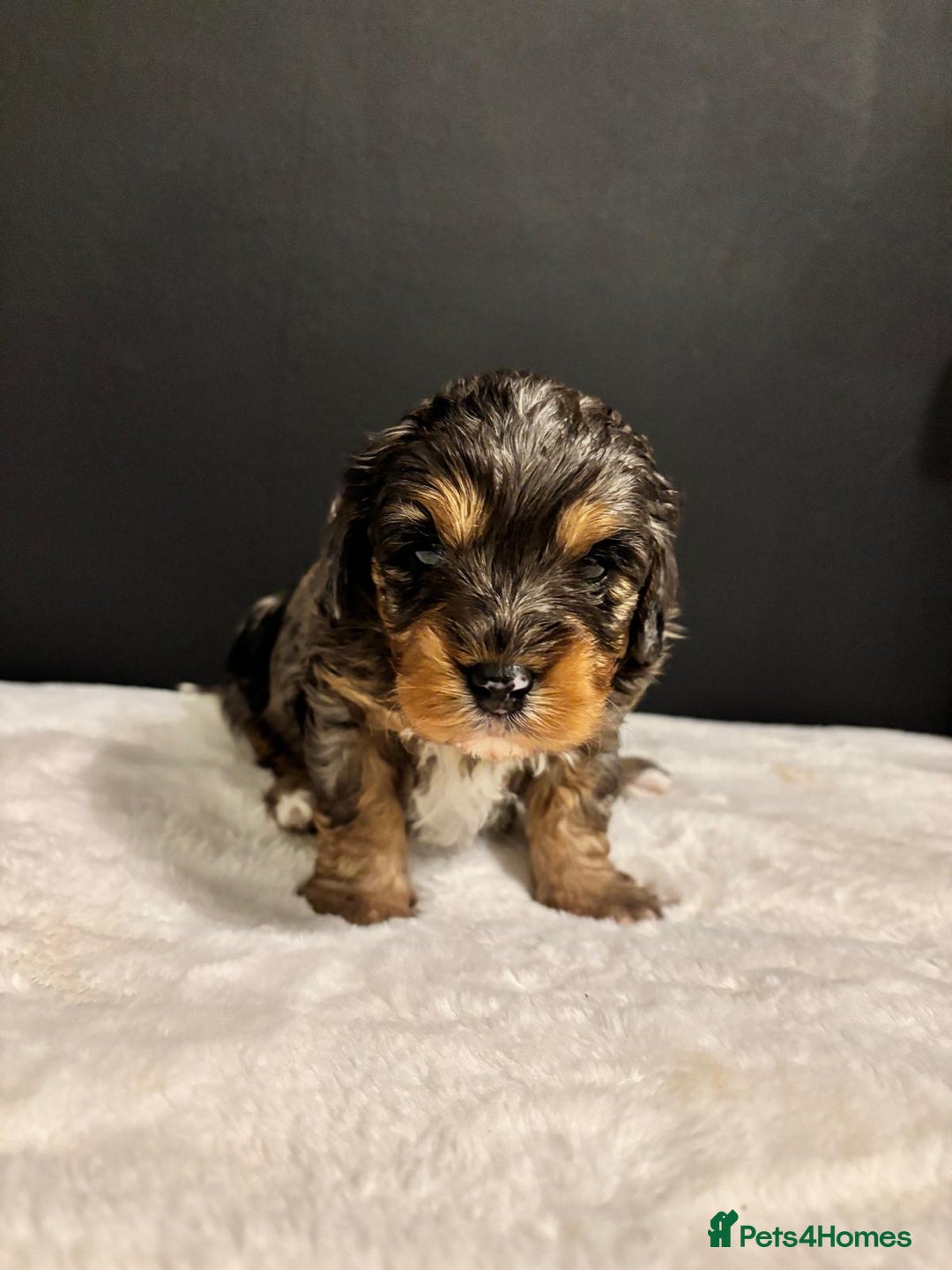 Cavapoo dogs for sale: Two Beautiful Boy Cavapoo Puppies For Sale  - Advert 4