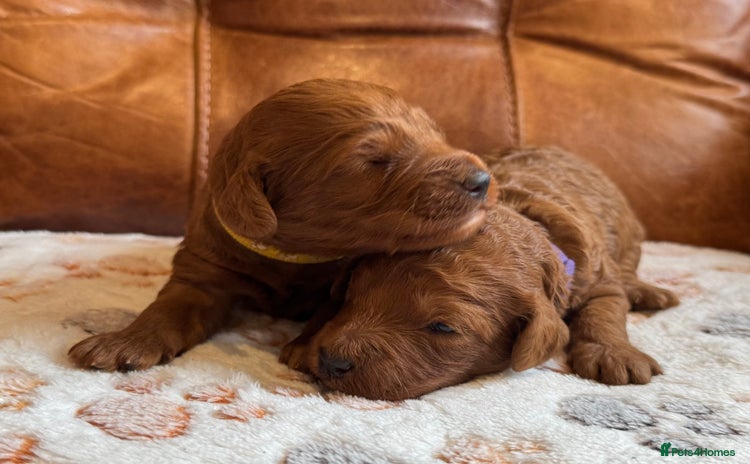 Cockapoo dogs - Advert 4