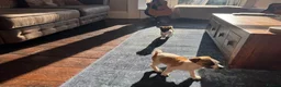 Jack Russell dogs for sale: Lively Jack Russell puppies - Advert 11