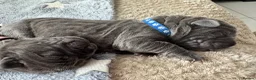 Neapolitan Mastiff dogs for sale: Rare breed Neapolitan mastiff puppies  - Advert 11