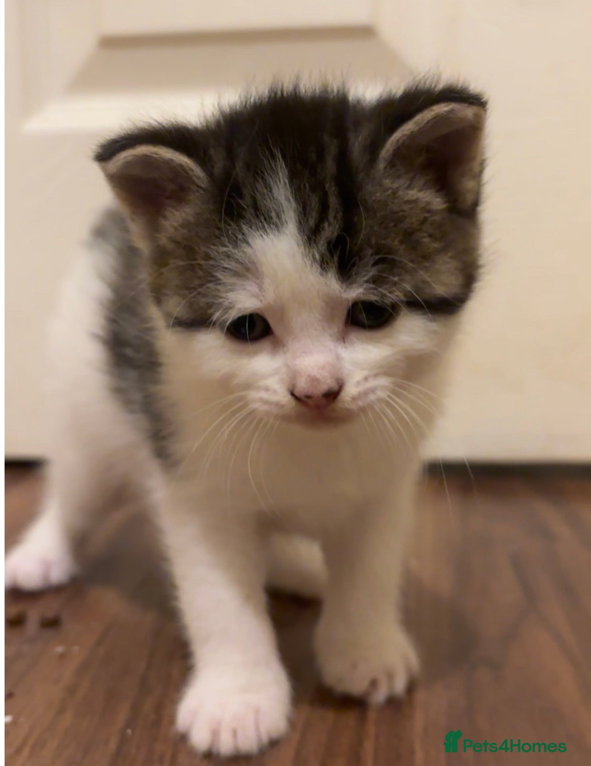 British Shorthair cats for sale: 3 half british shorthair boys - Advert 4