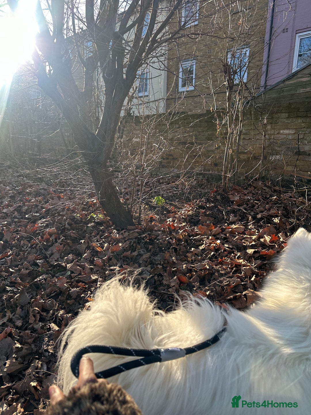 Samoyed dogs for sale: URGENT: 1-Year-Old Dog Needs Home in 7 Days - Advert 6