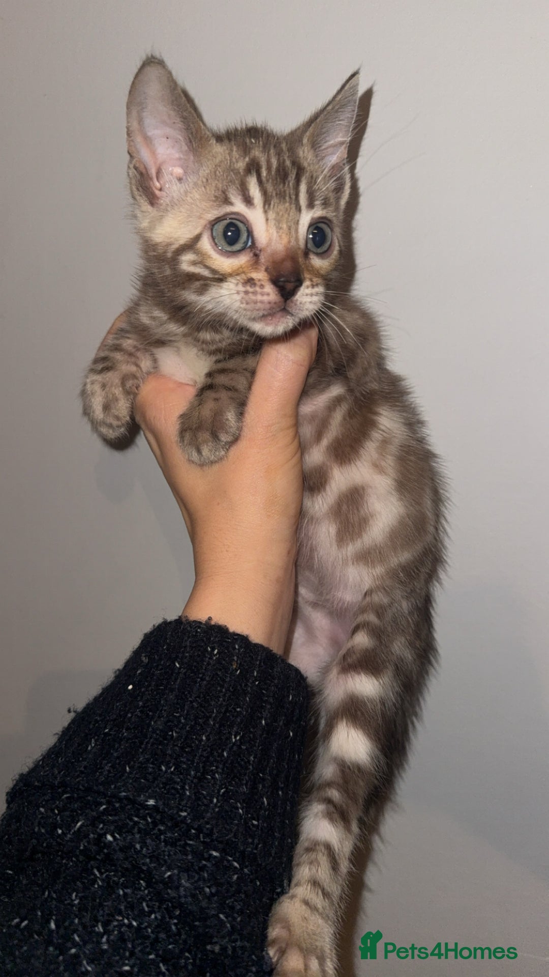 Bengal cats for sale: Bengal kittens  - Advert 16