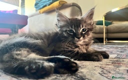 Maine Coon cats for sale: Maine Coon Kittens for Sale 4 Boys Left  - Image 1