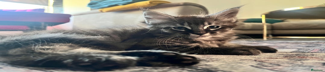 Maine Coon Kitten 1