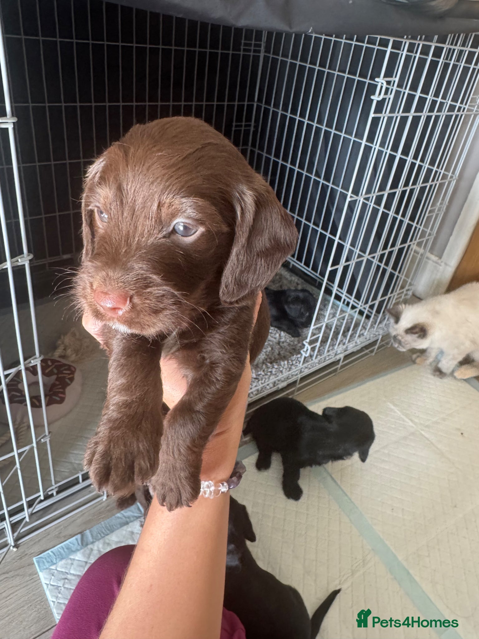 Mixed Breed dogs Doxiepoos puppies  - Advert 3