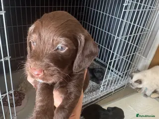 Mixed Breed dogs Doxiepoos puppies - Advert 3