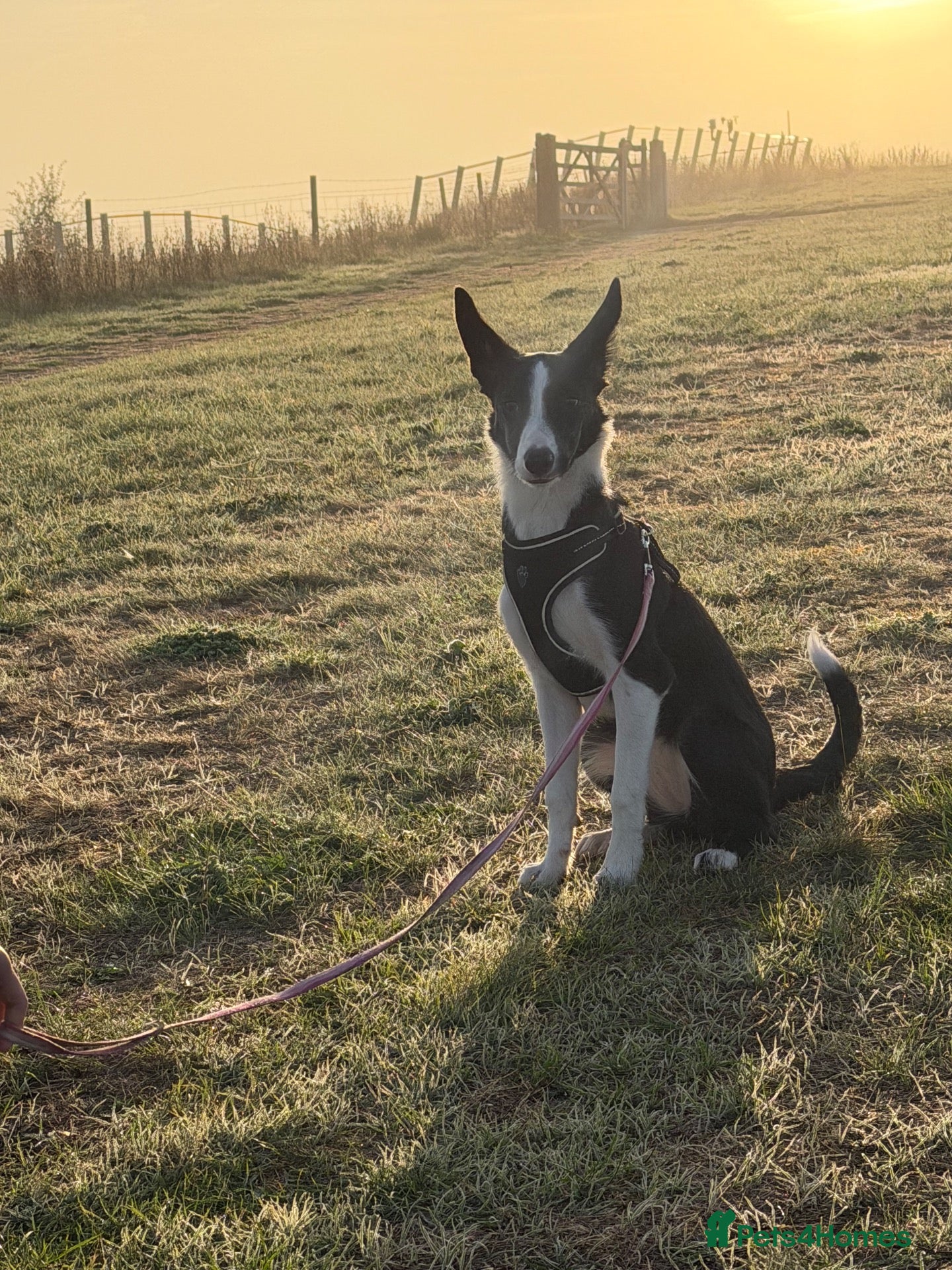 Border Collie dogs Mr ravi - Advert 2