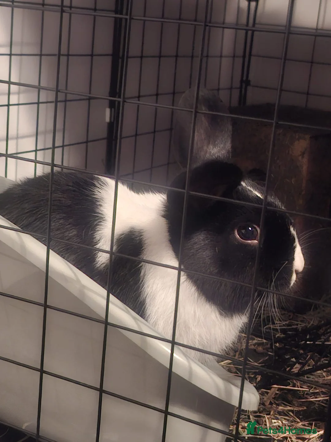 Dutch rabbits for sale: Beautiful black and white bunny  in Gosport - Advert 1